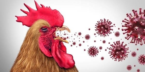 Avian Influenza Returns to England as Northumberland Free-Range Farm Loses 32,000 Hens