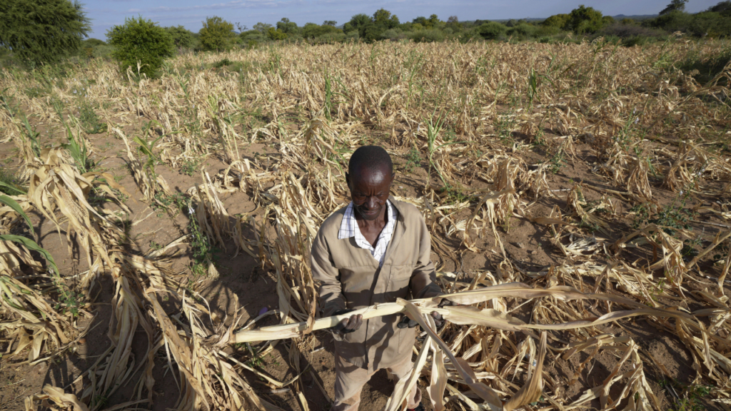 Zimbabwe El Nino hunger risk shown by a farmer checking a dry maize field