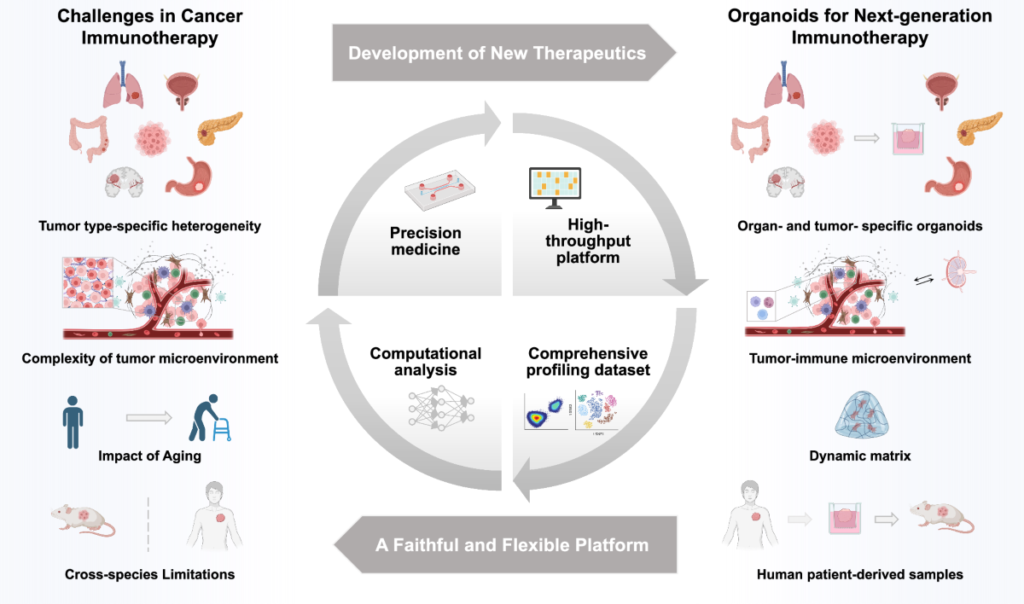 AI Platform Accelerates Identification of Promising Cancer Therapies Using Patient Organoids