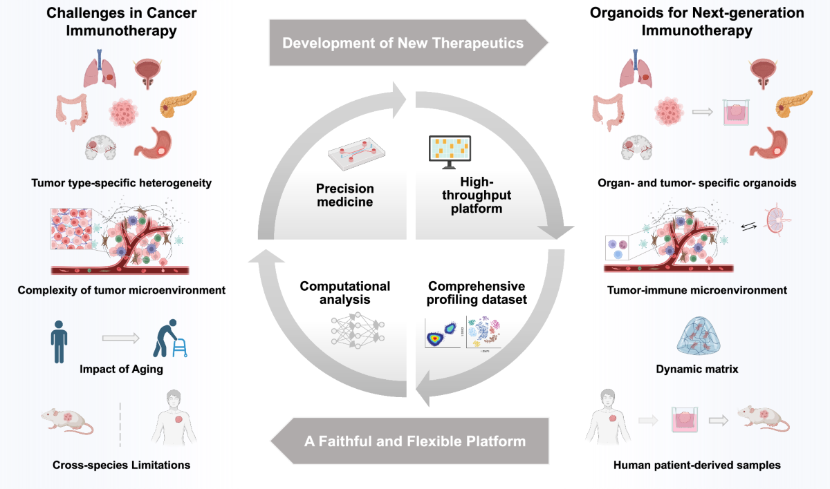 AI Platform Accelerates Identification of Promising Cancer Therapies Using Patient Organoids