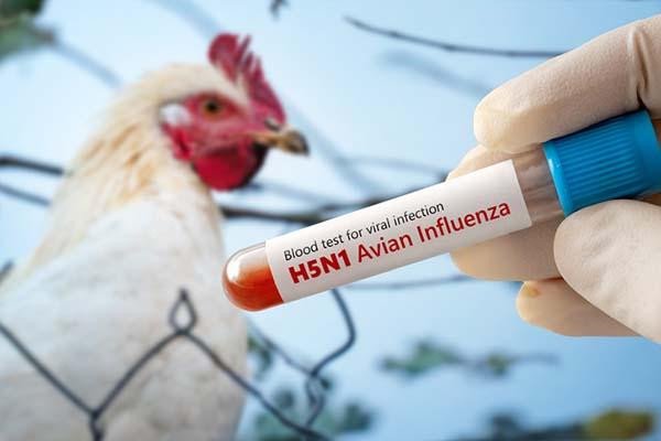 Avian Influenza Returns to England as Northumberland Free-Range Farm Loses 32,000 Hens