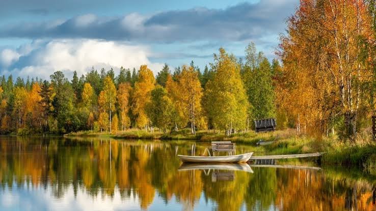 Google Clears Quarter of a Million Trees in Finland for Data Centre as Authorities Open Investigation